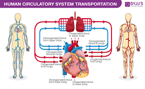 human circulatory system organs