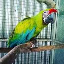 Image result for buffon macaw for sale usa