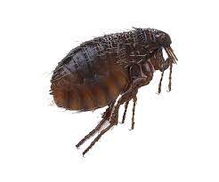 flea carpet beetles control payless