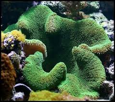 aquarium anemone green carpet anemone