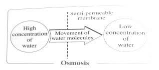 Repeat this process until the shells are fully dissolved and only the membrane remains. Osmosis What Is It A Level A2 As Biology Revision Notes