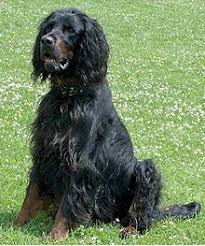 Other ads by breed gordon setter about breed: Gordon Setter Wikipedia