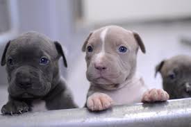 pitbull puppies wallpapers top free