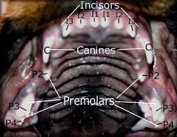 Rottweiler Teeth Dentition Diagrams Fantastikrot