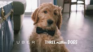 For $30, office workers in 10 cities across the us could use the company's app to order 15 minutes of cuddle time with the adoptable dogs. Uber To Offer Puppies On Demand Thursday In Four Canadian Cities Ctv News