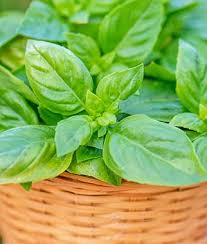 According to aspca cilantro are safe for cats and dogs. Learn About Basil