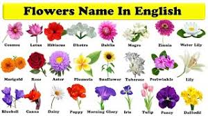 learn flowers flowers name in english