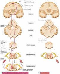 upper motor neuron definition disease