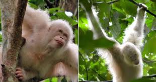 World's first ALBINO orangutan has been released into the wild - Mirror  Online