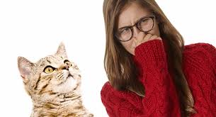 If your cat is spraying out of stress or anxiety, discuss these issues with your veterinarian and work with them to develop a solution to minimize your cat's stress. Why Does My Cat Smell What To Do If Your Cat Smells Bad