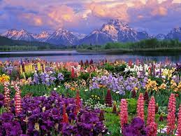 flowers lake mountain free spring
