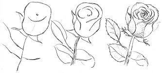 how to draw beautiful roses for a still