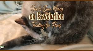 Save Money Treating Fleas With Revolution Savvy Pet Care
