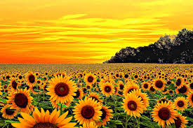 0 sunflower yellow background s