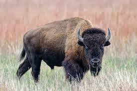 Image result for dayglo bison