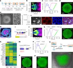 human somitogenesis in vitro