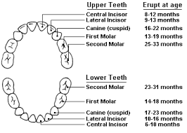 Tooth Eruption Charts Namibian Dental Association