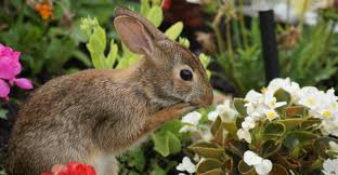 rabbit resistant plants for your garden