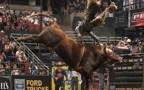 free intense bull riding