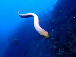 venomous sea snakes that charge divers