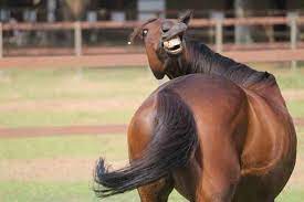 See funny horse stock video clips. Examine The Proud Horse As Formidable As He Is Grand Funny Horse Pictures Funny Horses Horses