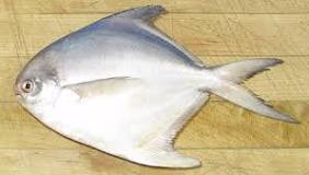 What is Pomfret called in USA?