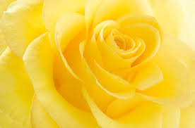 La signification de la rose jaune