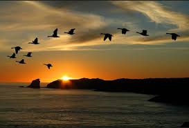 Image result for september migratory birds