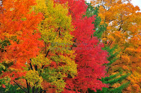 Image result for FAll