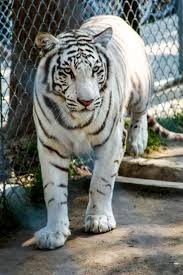free stock photo of white tiger