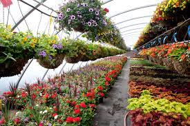 Maybe you would like to learn more about one of these? Plants And Flowers Plant Nursery Flower Nursery
