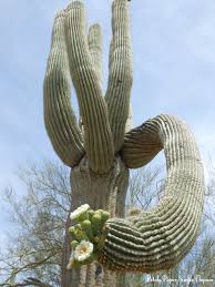 Even on private land, you need a state permit to move them. Saguaro Cactus Petals Paper Simple Thymes
