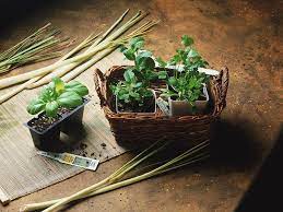 Essentials For Growing Tasty Herbs On