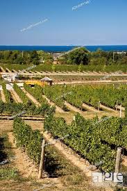 vineyards at angels gate winery on