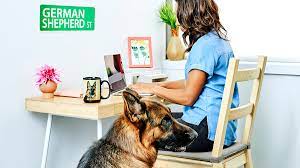 9 german shepherd gifts for the dog