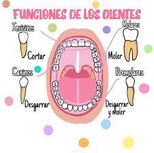 Smile center - Funciones de los dientes 🦷 | Facebook
