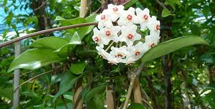Spring, summer, autumn flowering time: Hoya Informacion Sobre La Planta Propiedades Y Cultivo