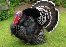 what-is-the-best-turkey-for-breeding