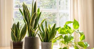 5 Common Houseplants That Are Toxic For