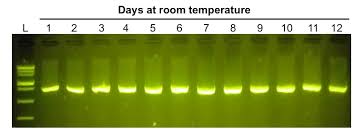loading dyes differ from dna stains