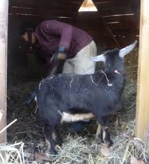 deep bedding and fodder crops for goats