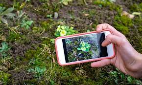 top 8 free plant identifier apps in 2023