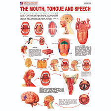 Chart No 278 The Mouth Tongue And Speech