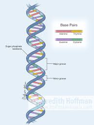 dna structure ilration by meredith