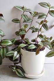 21 Low Light Indoor Plants That Give