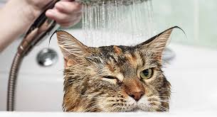 Bathing your cat with the proper cat shampoo will not only make your cat's skin and fur clean but will also dramatically change her temperament for the while there are shampoos that are not toxic to cats and won't react adversely with cats' skin, using human shampoos consistently can make your. Best Cat Shampoo For When He Really Needs A Wash
