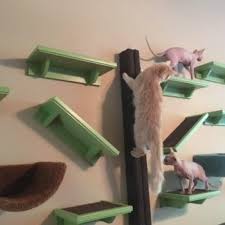 Wall Mounted Cat Furniture Archives