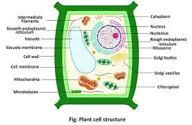 plant cell structure properties and