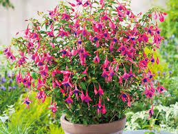Three Of The Best Perennials For Containers