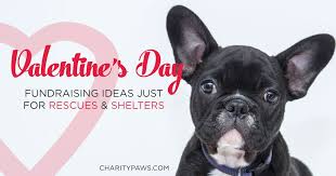 Please support the network by joining us at the toowoomba. 10 Valentine Fundraiser Ideas For Your Rescue Or Shelter